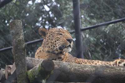 Naintial_Zoo_Uttarakhand_20190116144927